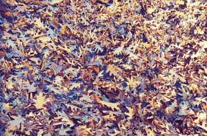 Mehr über den Artikel erfahren Neue Songs für den Herbst